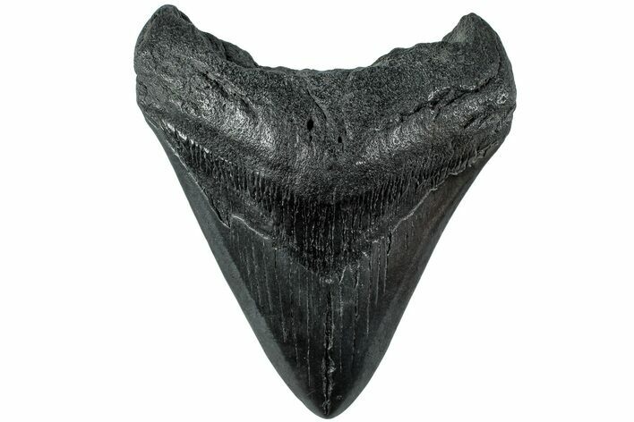 Fossil Megalodon Tooth - South Carolina #235752